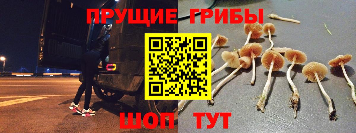 Псилоцибиновые грибы Cubensis Ногинск